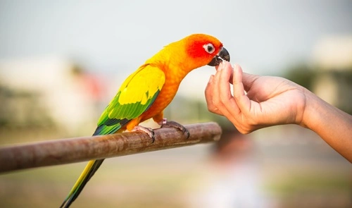 Keeping a Parrot