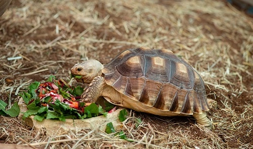 Keeping a Tortoise