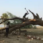 what laws exist against cutting trees in india