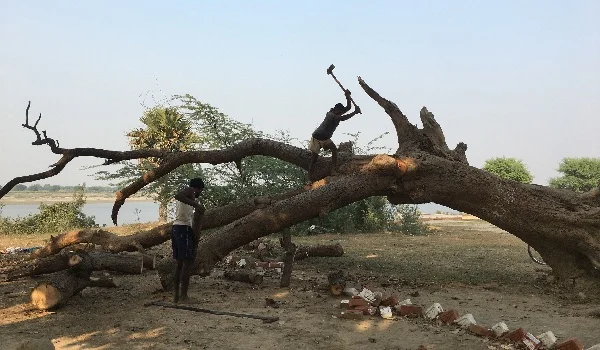 what laws exist against cutting trees in india