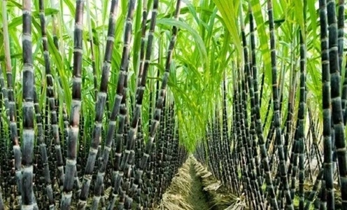 Sugarcane Producing States