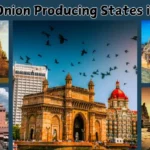 Top 5 Onion Producing States in India