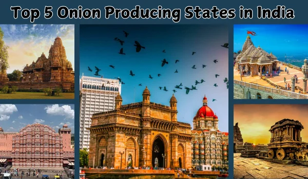 Top 5 Onion Producing States in India