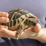 Keeping a Turtle as a Pet
