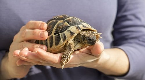 Keeping a Turtle as a Pet