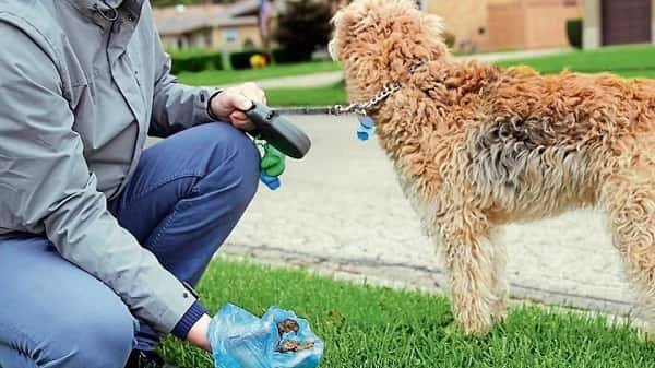 Against Dog Poop