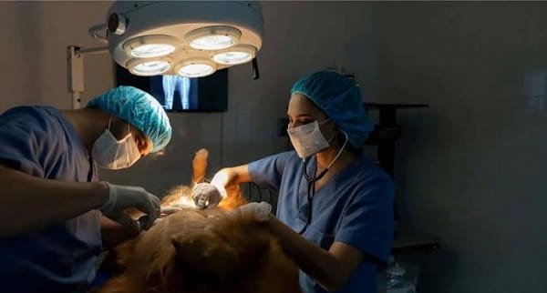 Minimally Invasive Veterinary Surgery